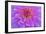 Violet-Pink Dahlia Flower-Cora Niele-Framed Giclee Print