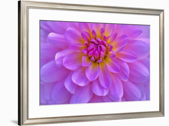 Violet-Pink Dahlia Flower-Cora Niele-Framed Giclee Print