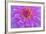 Violet-Pink Dahlia Flower-Cora Niele-Framed Giclee Print