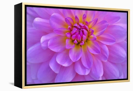 Violet-Pink Dahlia Flower-Cora Niele-Framed Premier Image Canvas