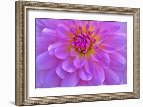 Violet-Pink Dahlia Flower-Cora Niele-Framed Giclee Print