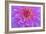 Violet-Pink Dahlia Flower-Cora Niele-Framed Giclee Print