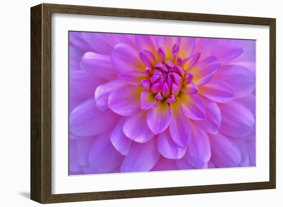 Violet-Pink Dahlia Flower-Cora Niele-Framed Giclee Print