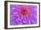 Violet-Pink Dahlia Flower-Cora Niele-Framed Giclee Print