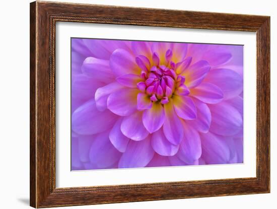 Violet-Pink Dahlia Flower-Cora Niele-Framed Giclee Print