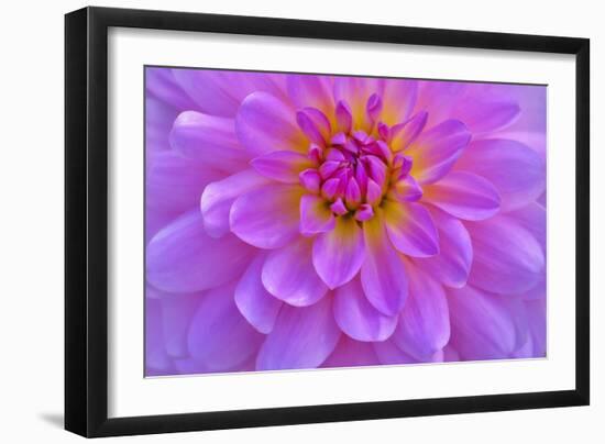 Violet-Pink Dahlia Flower-Cora Niele-Framed Giclee Print