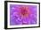 Violet-Pink Dahlia Flower-Cora Niele-Framed Giclee Print