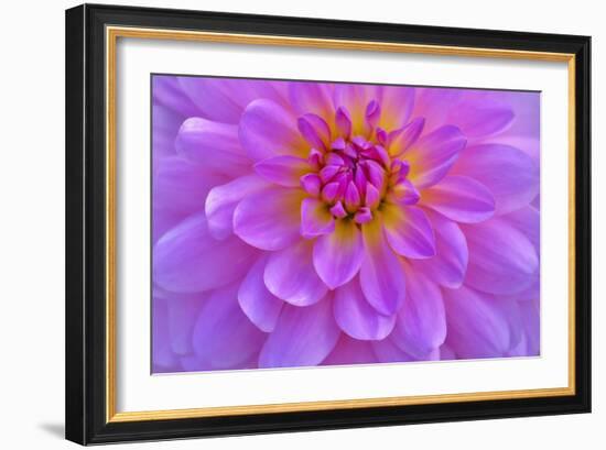 Violet-Pink Dahlia Flower-Cora Niele-Framed Giclee Print