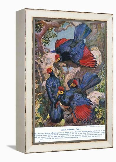 Violet Plantain Eaters, Illustration from 'Wonders of Lands and Sea', Published by Cassell,…-Harry Hamilton Johnston-Framed Premier Image Canvas