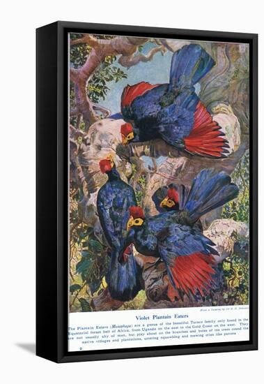 Violet Plantain Eaters, Illustration from 'Wonders of Lands and Sea', Published by Cassell,…-Harry Hamilton Johnston-Framed Premier Image Canvas