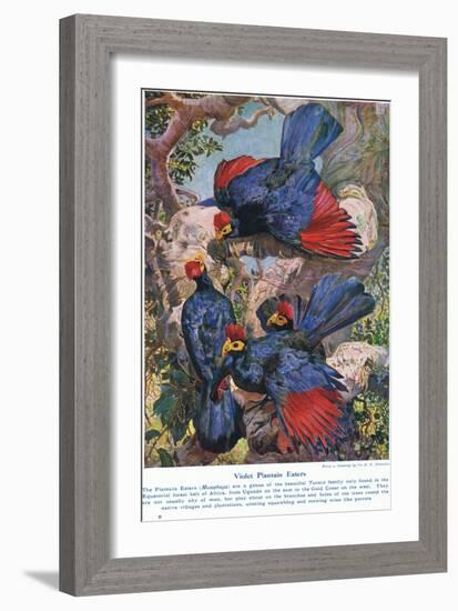 Violet Plantain Eaters, Illustration from 'Wonders of Lands and Sea', Published by Cassell,…-Harry Hamilton Johnston-Framed Giclee Print