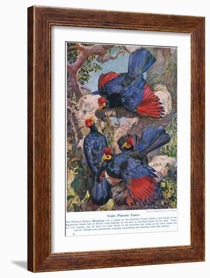 Violet Plantain Eaters, Illustration from 'Wonders of Lands and Sea', Published by Cassell,…-Harry Hamilton Johnston-Framed Giclee Print