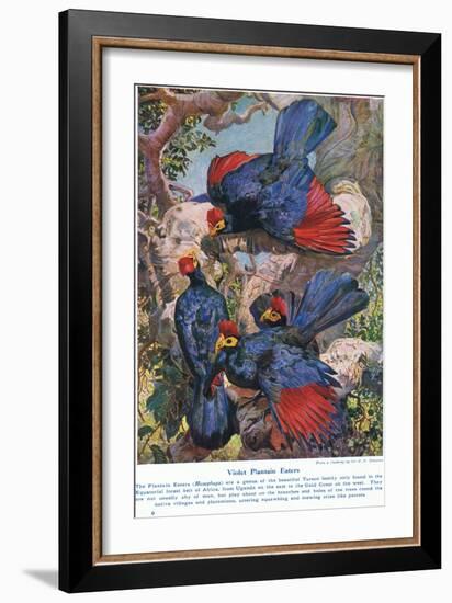 Violet Plantain Eaters, Illustration from 'Wonders of Lands and Sea', Published by Cassell,…-Harry Hamilton Johnston-Framed Giclee Print