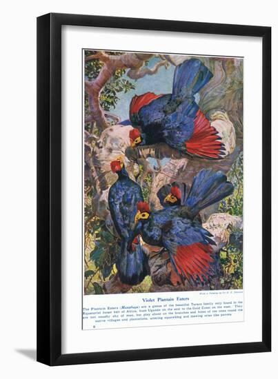 Violet Plantain Eaters, Illustration from 'Wonders of Lands and Sea', Published by Cassell,…-Harry Hamilton Johnston-Framed Giclee Print