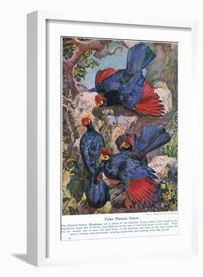 Violet Plantain Eaters, Illustration from 'Wonders of Lands and Sea', Published by Cassell,…-Harry Hamilton Johnston-Framed Giclee Print