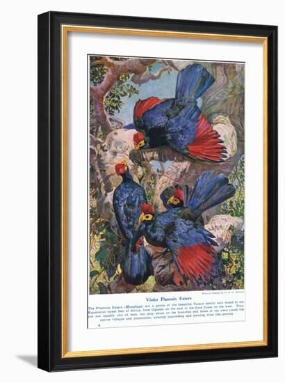 Violet Plantain Eaters, Illustration from 'Wonders of Lands and Sea', Published by Cassell,…-Harry Hamilton Johnston-Framed Giclee Print