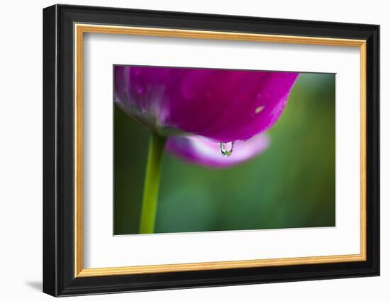 Violet-Red Tulip with Raindrops-Brigitte Protzel-Framed Photographic Print