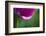 Violet-Red Tulip with Raindrops-Brigitte Protzel-Framed Photographic Print