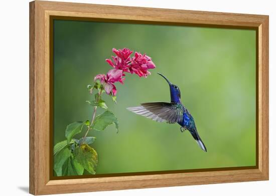 Violet Sabrewing Hummingbird (Campylopterus Hemileucurus) Hummingbird Male Flying-Melvin Grey-Framed Premier Image Canvas