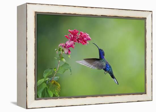 Violet Sabrewing Hummingbird (Campylopterus Hemileucurus) Hummingbird Male Flying-Melvin Grey-Framed Premier Image Canvas