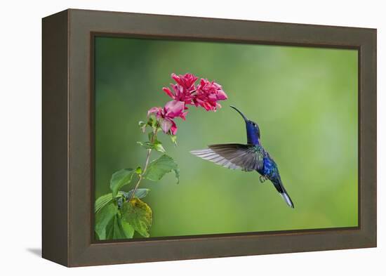 Violet Sabrewing Hummingbird (Campylopterus Hemileucurus) Hummingbird Male Flying-Melvin Grey-Framed Premier Image Canvas