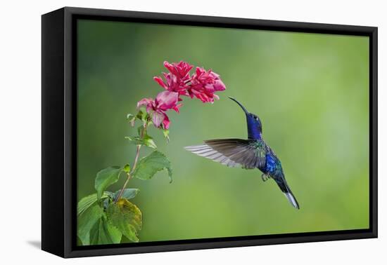 Violet Sabrewing Hummingbird (Campylopterus Hemileucurus) Hummingbird Male Flying-Melvin Grey-Framed Premier Image Canvas