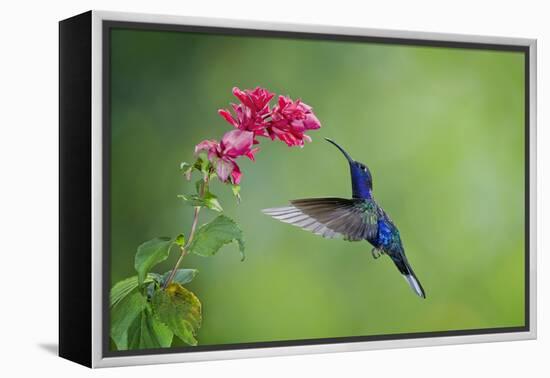 Violet Sabrewing Hummingbird (Campylopterus Hemileucurus) Hummingbird Male Flying-Melvin Grey-Framed Premier Image Canvas