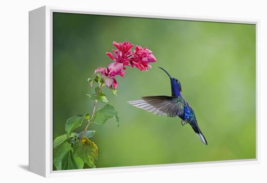 Violet Sabrewing Hummingbird (Campylopterus Hemileucurus) Hummingbird Male Flying-Melvin Grey-Framed Premier Image Canvas