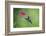 Violet Sabrewing Hummingbird (Campylopterus Hemileucurus) Hummingbird Male Flying-Melvin Grey-Framed Photographic Print