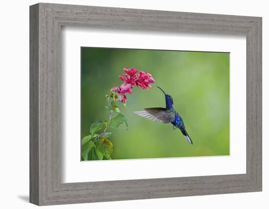 Violet Sabrewing Hummingbird (Campylopterus Hemileucurus) Hummingbird Male Flying-Melvin Grey-Framed Photographic Print