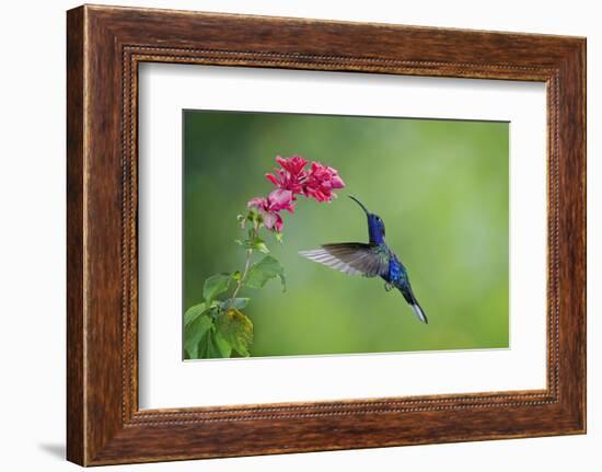 Violet Sabrewing Hummingbird (Campylopterus Hemileucurus) Hummingbird Male Flying-Melvin Grey-Framed Photographic Print