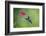 Violet Sabrewing Hummingbird (Campylopterus Hemileucurus) Hummingbird Male Flying-Melvin Grey-Framed Photographic Print