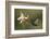 Violet sabrewing hummingbird feeding on orchid, Costa Rica-Paul Hobson-Framed Photographic Print