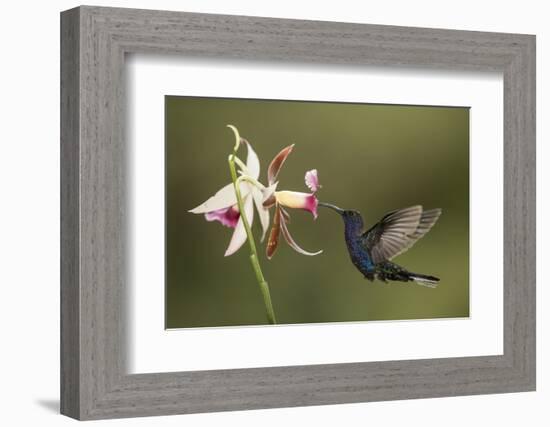 Violet sabrewing hummingbird feeding on orchid, Costa Rica-Paul Hobson-Framed Photographic Print