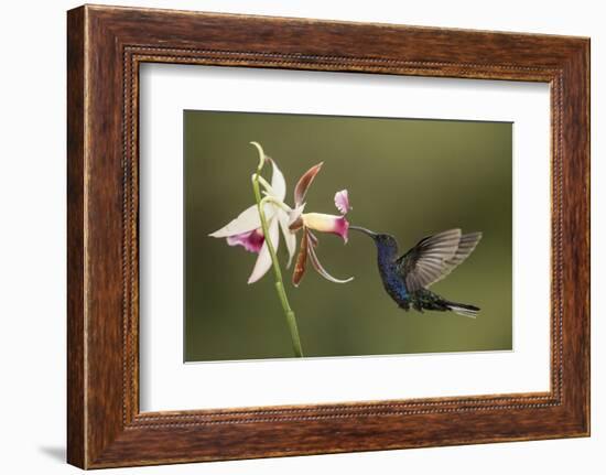 Violet sabrewing hummingbird feeding on orchid, Costa Rica-Paul Hobson-Framed Photographic Print