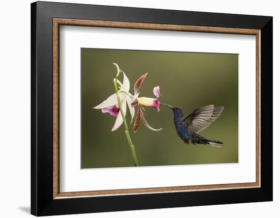 Violet sabrewing hummingbird feeding on orchid, Costa Rica-Paul Hobson-Framed Photographic Print