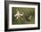 Violet sabrewing hummingbird feeding on orchid, Costa Rica-Paul Hobson-Framed Photographic Print