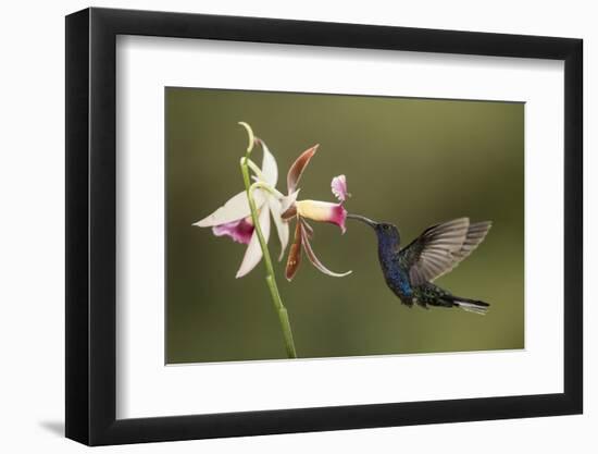 Violet sabrewing hummingbird feeding on orchid, Costa Rica-Paul Hobson-Framed Photographic Print