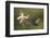 Violet sabrewing hummingbird feeding on orchid, Costa Rica-Paul Hobson-Framed Photographic Print