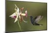 Violet sabrewing hummingbird feeding on orchid, Costa Rica-Paul Hobson-Mounted Photographic Print