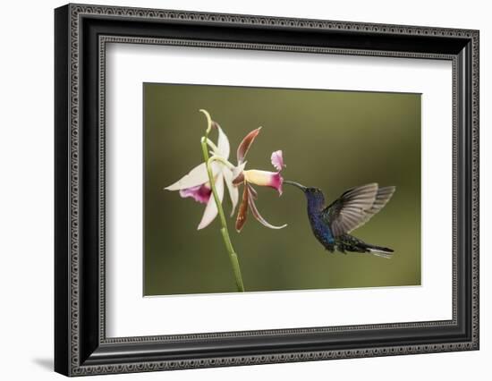 Violet sabrewing hummingbird feeding on orchid, Costa Rica-Paul Hobson-Framed Photographic Print