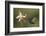 Violet sabrewing hummingbird feeding on orchid, Costa Rica-Paul Hobson-Framed Photographic Print