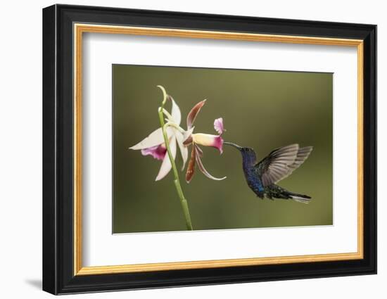 Violet sabrewing hummingbird feeding on orchid, Costa Rica-Paul Hobson-Framed Photographic Print