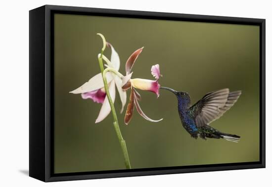 Violet sabrewing hummingbird feeding on orchid, Costa Rica-Paul Hobson-Framed Premier Image Canvas