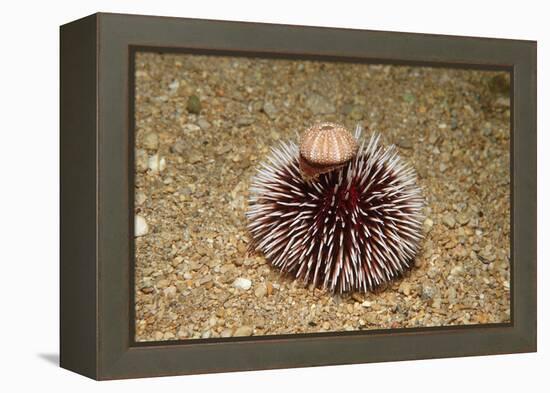Violet Sea Urchin Living Animal and its Test or Shell on its Top (Sphaerechinus Granularis)-Reinhard Dirscherl-Framed Premier Image Canvas