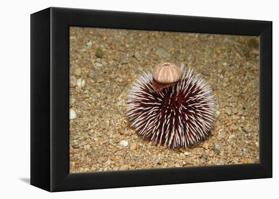 Violet Sea Urchin Living Animal and its Test or Shell on its Top (Sphaerechinus Granularis)-Reinhard Dirscherl-Framed Premier Image Canvas