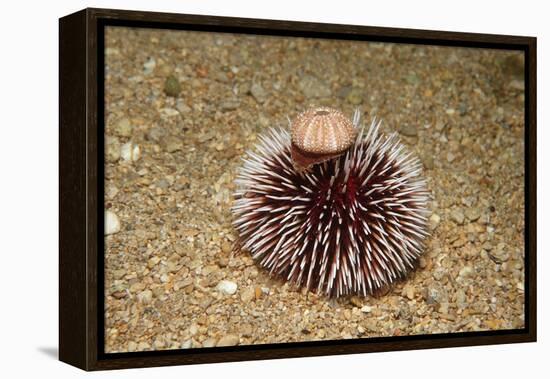 Violet Sea Urchin Living Animal and its Test or Shell on its Top (Sphaerechinus Granularis)-Reinhard Dirscherl-Framed Premier Image Canvas