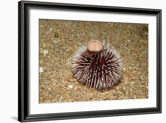 Violet Sea Urchin Living Animal and its Test or Shell on its Top (Sphaerechinus Granularis)-Reinhard Dirscherl-Framed Photographic Print