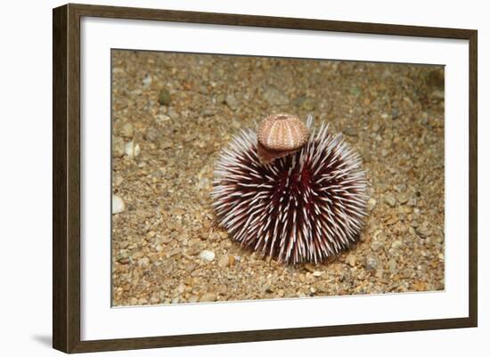 Violet Sea Urchin Living Animal and its Test or Shell on its Top (Sphaerechinus Granularis)-Reinhard Dirscherl-Framed Photographic Print