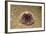 Violet Sea Urchin Living Animal and its Test or Shell on its Top (Sphaerechinus Granularis)-Reinhard Dirscherl-Framed Photographic Print